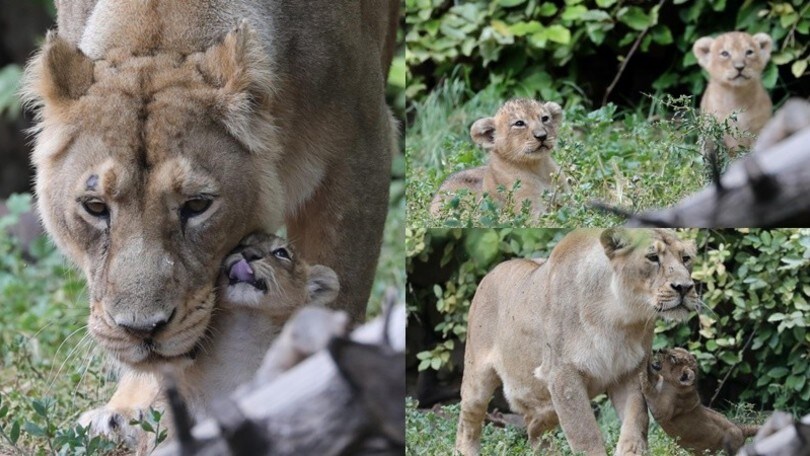 Gerusalemme, la riapertura dello zoo mostra gli ultimi arrivati