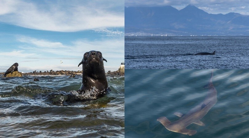 Sudafrica, senza attività umana la fauna ittica si riappropria del mare