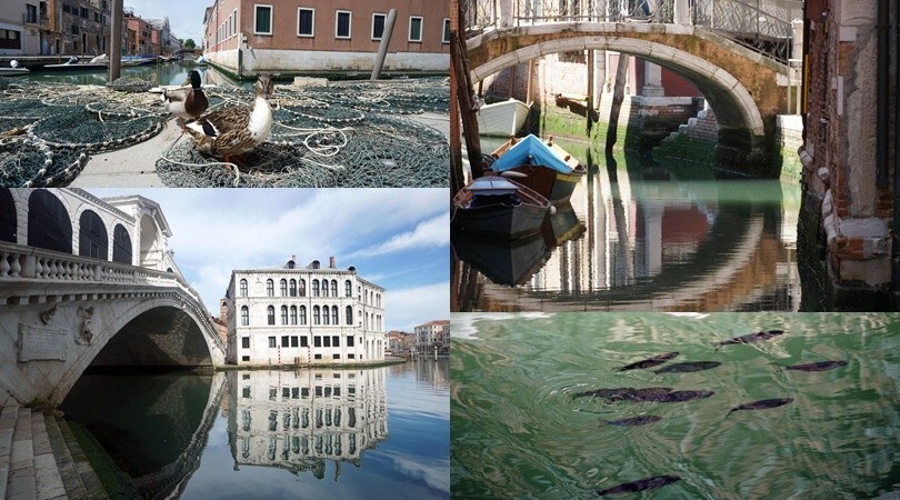 Coronavirus, le acque di Venezia tornano a splendere
