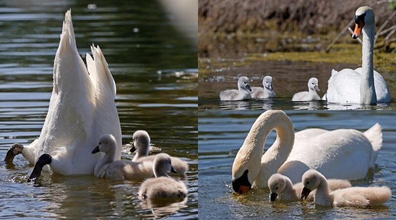 Germania, le tenere foto di mamma cigno coi pulcini