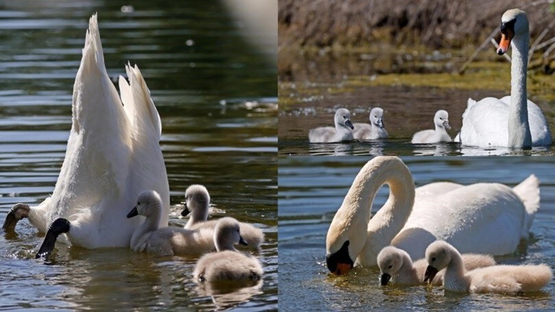 Germania, le tenere foto di mamma cigno coi pulcini