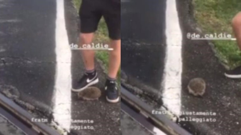 Giocano a pallone con un riccio e lo uccidono: il video shock va su Facebook