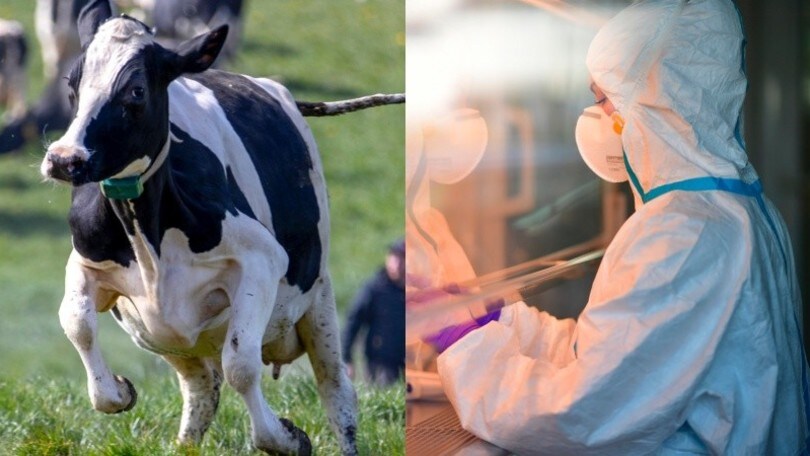"Le mucche possono dare la cura per il Coronavirus": lo studio