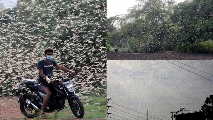 L'India sotto shock: l'impressionante invasione di locuste