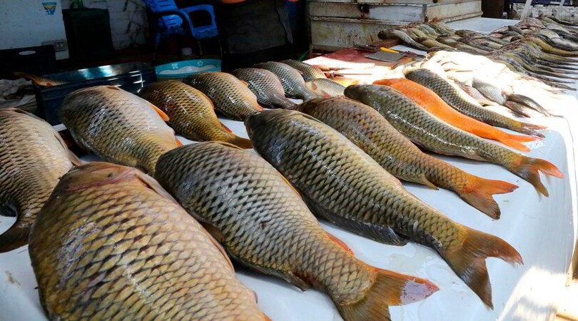 Salmone e Coronavirus, il caso di Pechino