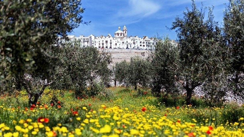 Locorotondo e Alberobello, cuore della Valle d'Istria