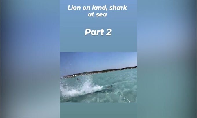 Ibra: il "nuovo" tuffo del Leone