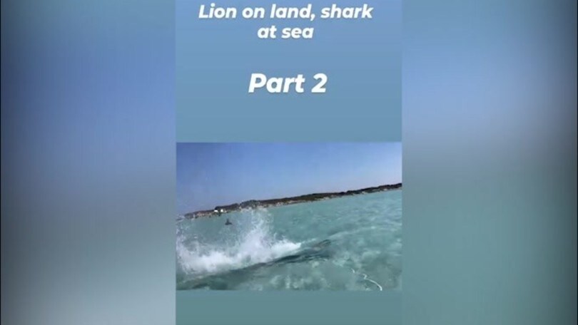 Ibra: il "nuovo" tuffo del Leone