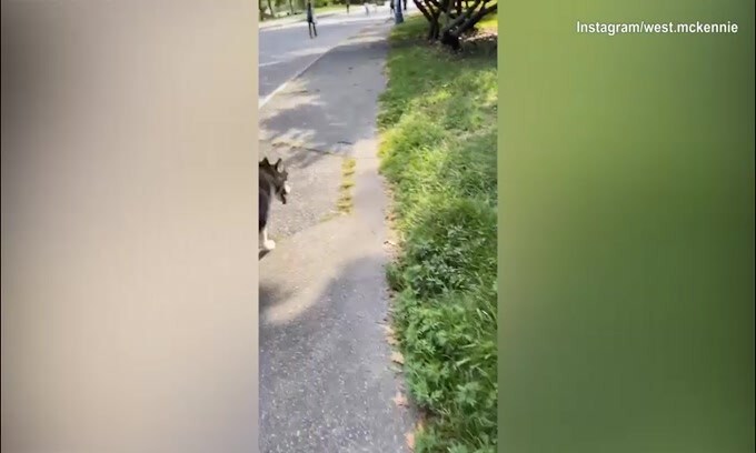 Juve, McKennie a passeggio con il cane