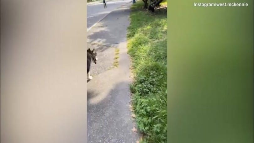 Juve, McKennie a passeggio con il cane