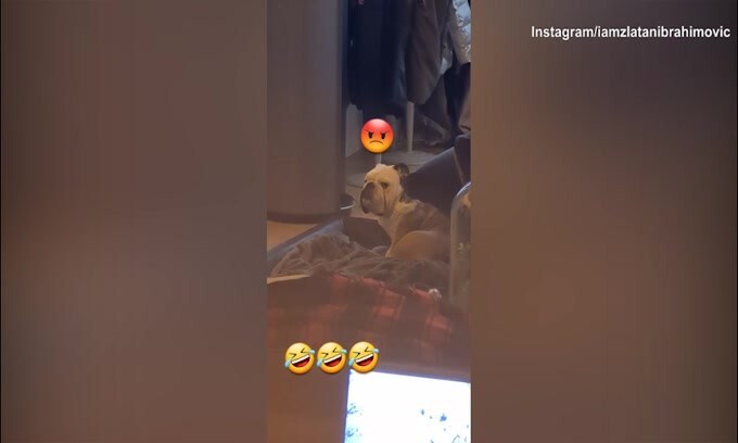 Zlatan, hai fatto arrabbiare il cane?