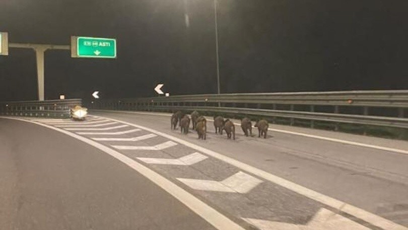 Cinghiali a passeggio in autostrada ad Asti, la foto fa il giro del web