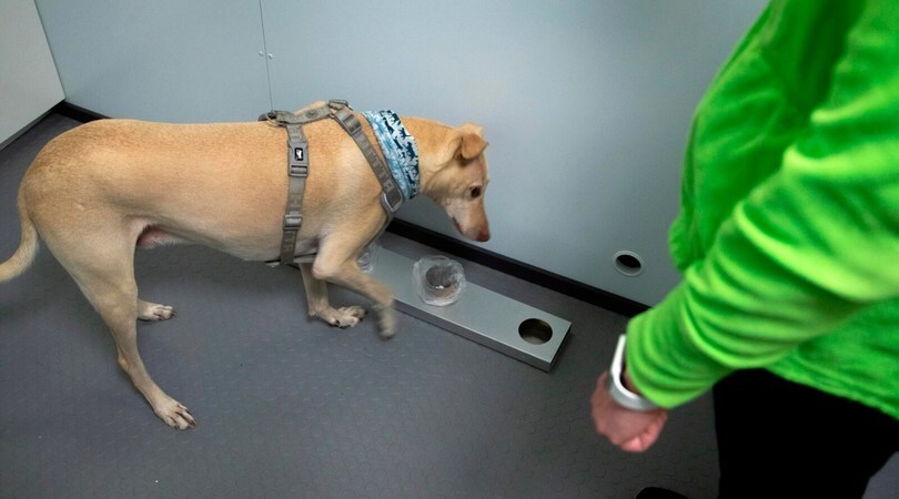 Coronavirus, i cani possono fiutarlo nel sudore