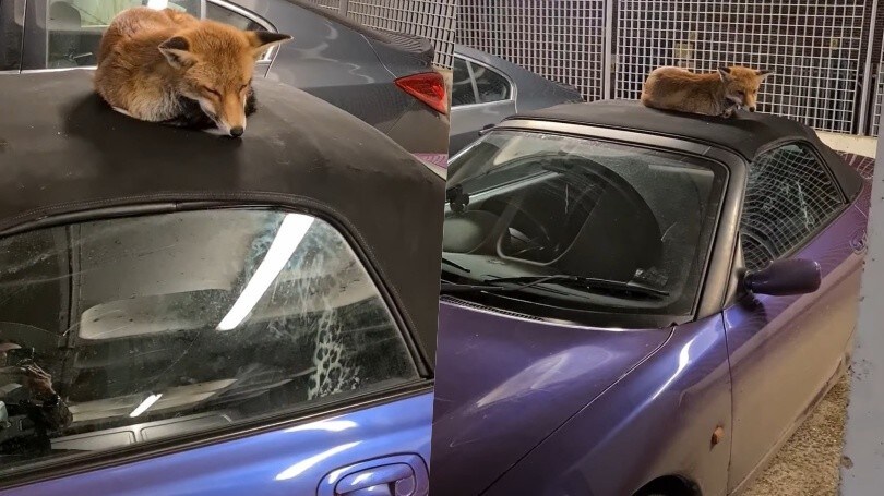 Non svegliatemi! C'è una volpe che fa un pisolino sull'auto e...
