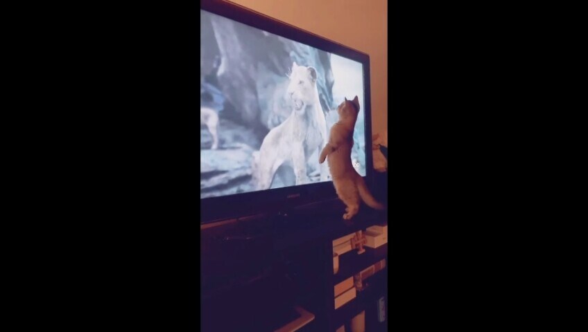 Il gattino guarda il Re Leone in tv ma quando ruggisce…