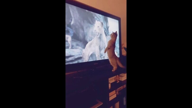 Il gattino guarda il Re Leone in tv ma quando ruggisce…