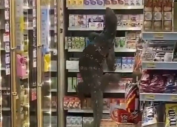Il lucertolone lungo due metri crea il panico in un supermercato