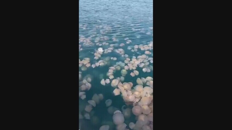 Trieste, il golfo si riempie di enormi meduse rosa