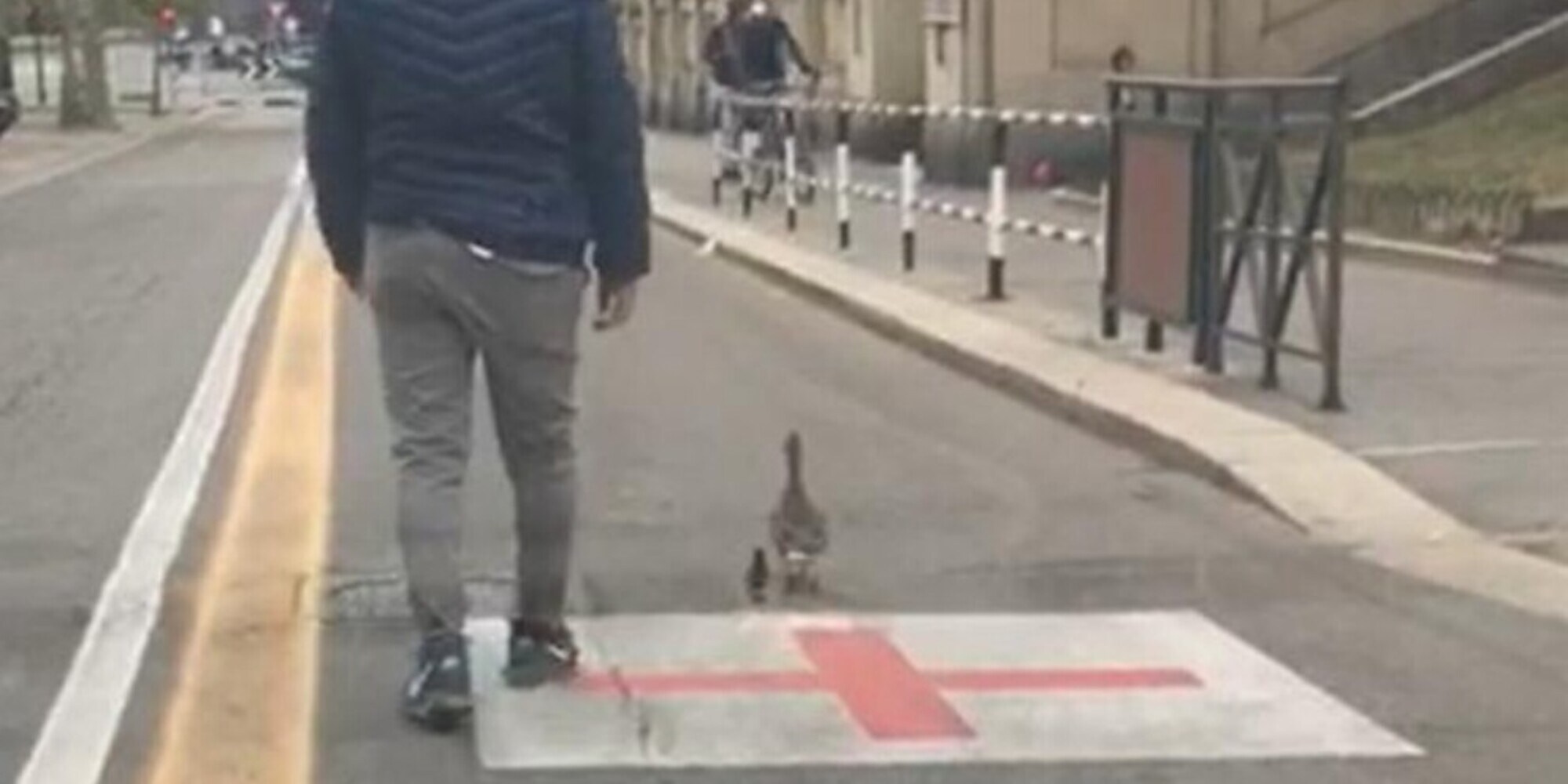 Torino, mamma anatra e il suo anatroccolo scortati dalla Polizia