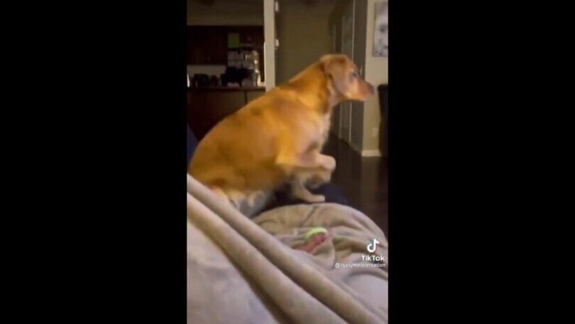 Il cagnolone vede Darth Vader in tv e... corre a nascondersi!