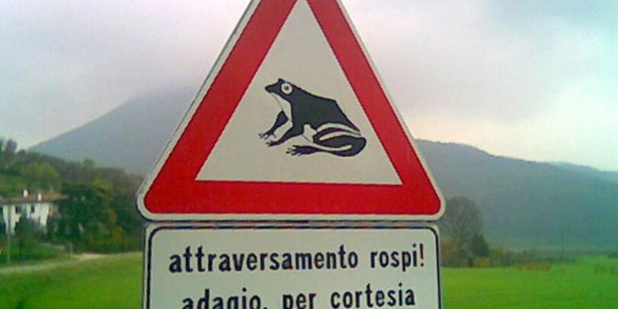 Attraversamento rane, in Estonia strade chiuse: così si tutela la migrazione