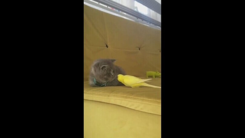 Il gattino e il pappagallino sul divano: l’incontro è di una dolcezza infinita
