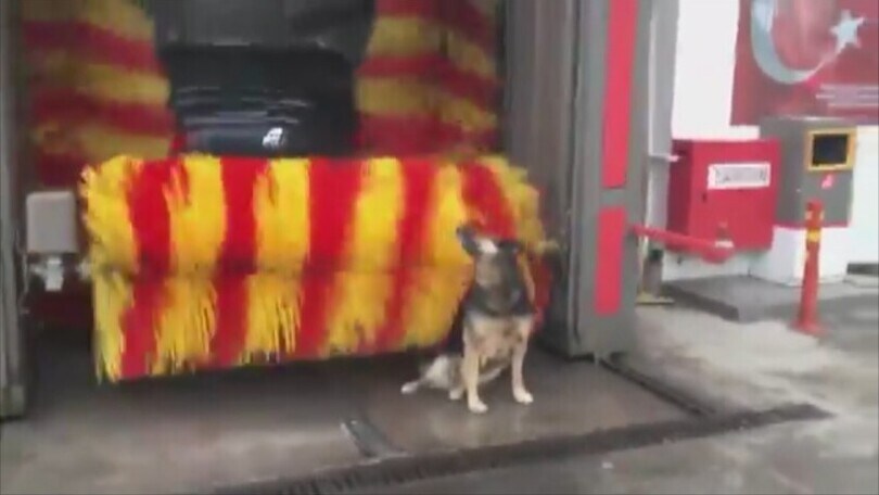 Un massaggio tutto speciale: questo cane è pazzo dell'autolavaggio