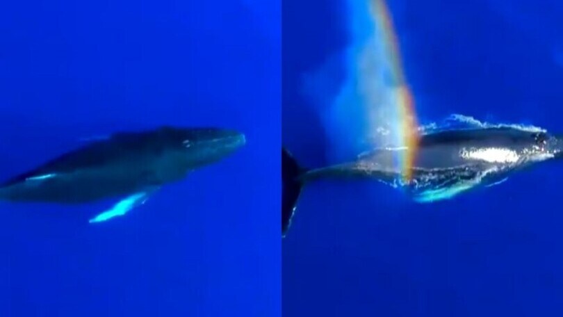 La balena arcobaleno incanta i social: spettacolo in mare aperto!