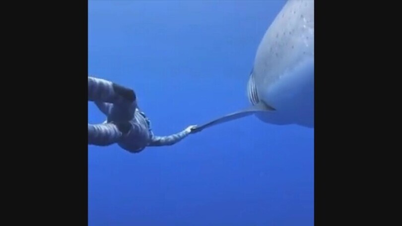 Hawaii, lo squalo gigante è lungo 6 metri: la subacquea coraggiosa gli prende la pinna