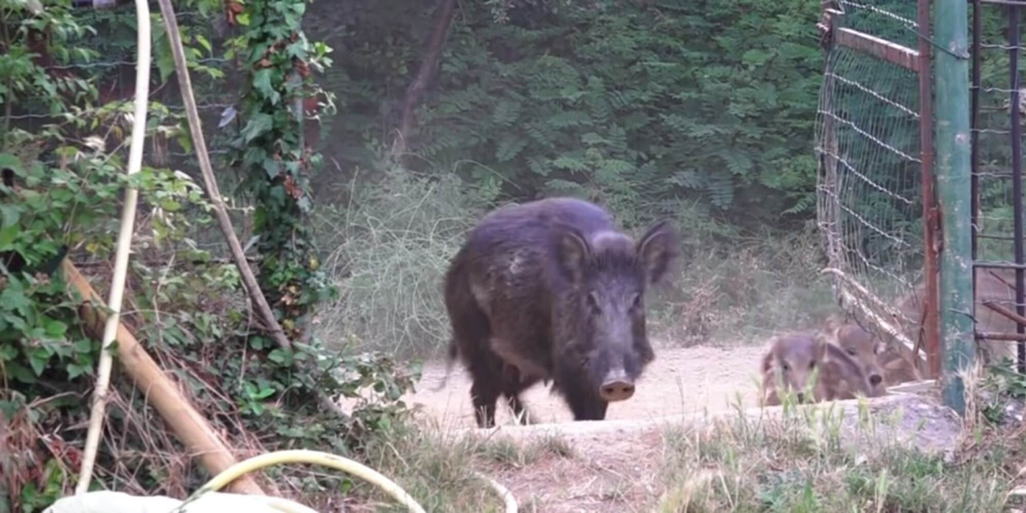 Scambia la moglie per un cinghiale e le spara