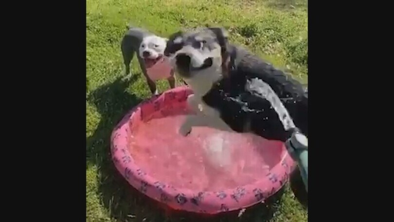 I cani amano l’acqua? Il video che ha fatto ridere il web