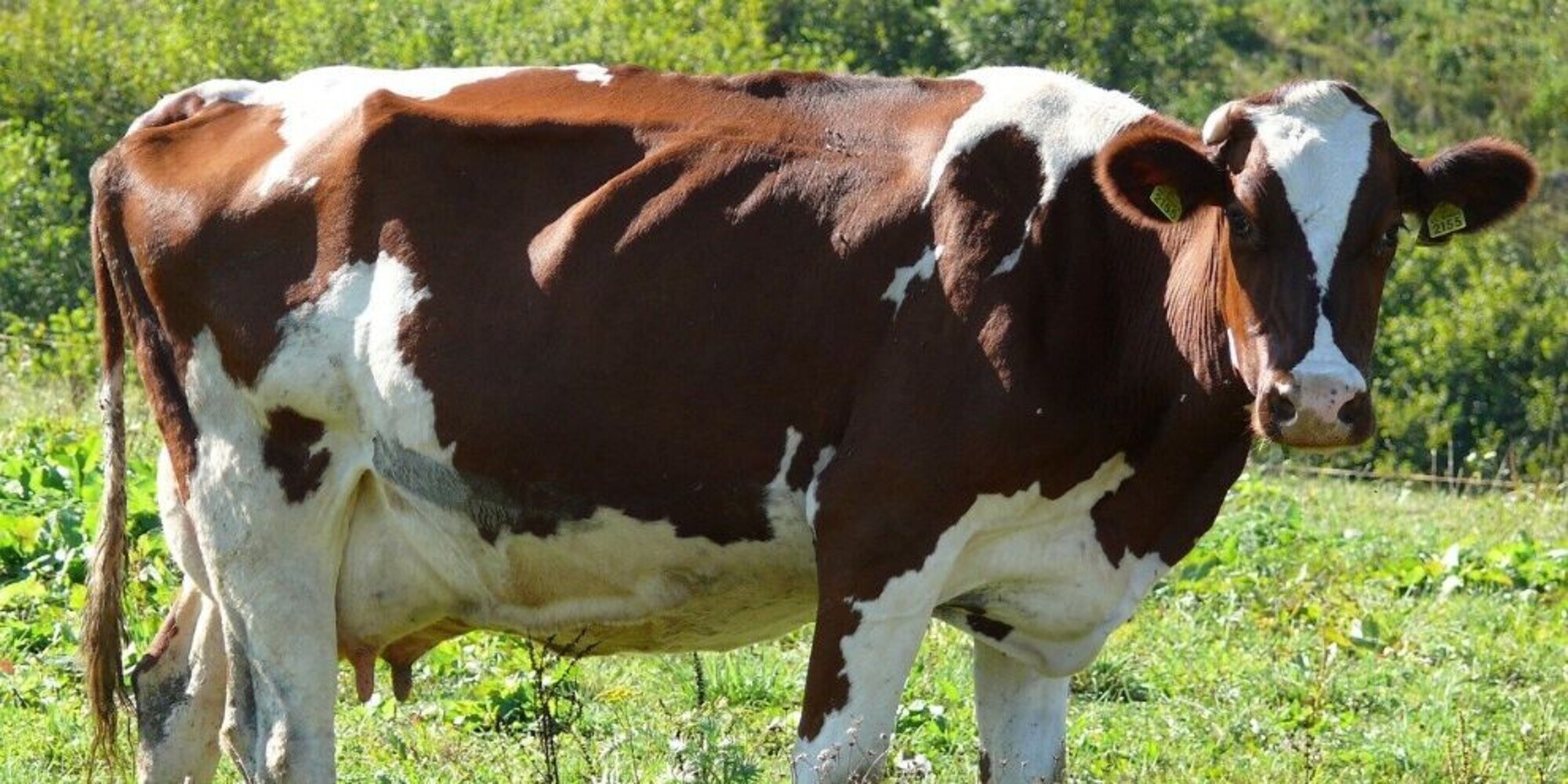 "Bevo urina di vacca contro il Covid": scoppia la polemica