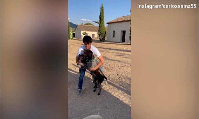 Che gioia per i cani, Carlos Sainz viene travolto