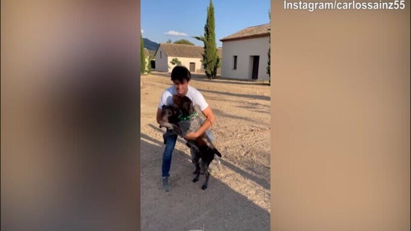 Che gioia per i cani, Carlos Sainz viene travolto