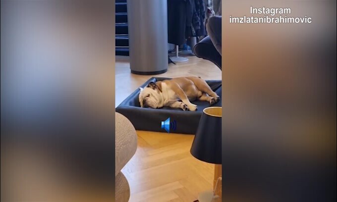 Ibrahimovic, non svegliare il can che dorme