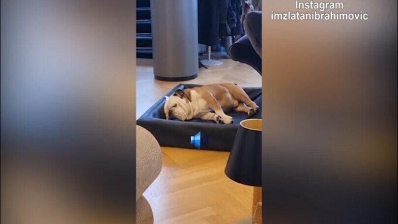 Ibrahimovic, non svegliare il can che dorme