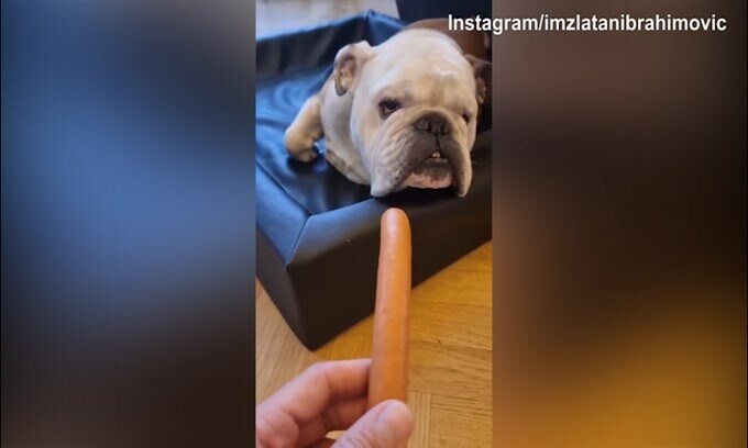 Ibra il terribile, nuovo scherzo al cane