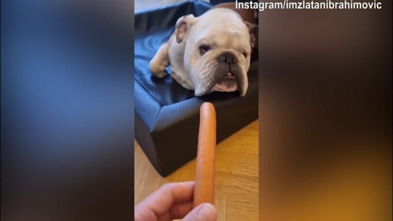 Ibra il terribile, nuovo scherzo al cane