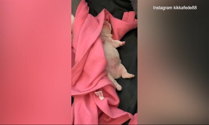 Federica Pellegrini, quante coccole per i suoi cuccioli!