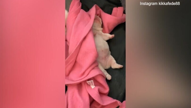 Federica Pellegrini, quante coccole per i suoi cuccioli!