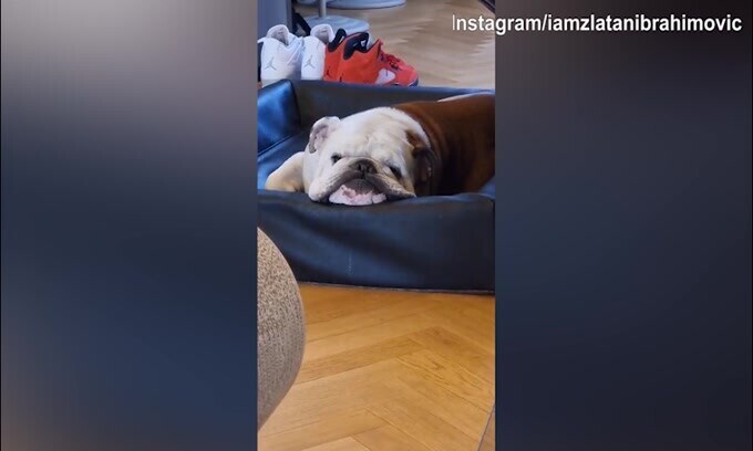 Ibra, quanti scherzi! Altra provocazione al cane...