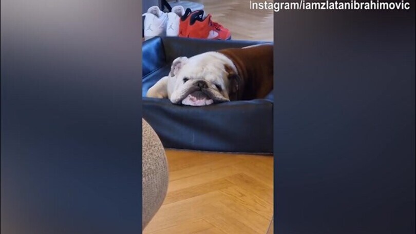 Ibra, quanti scherzi! Altra provocazione al cane...