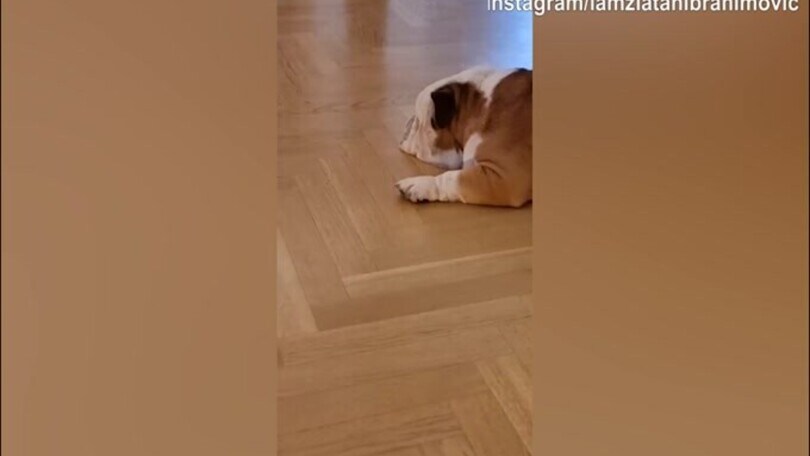Ibra e il cane, la battaglia continua