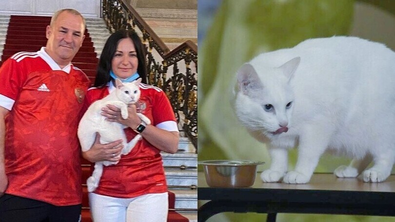 Achille il gatto, la previsione su Belgio-Russia stupisce tutti!