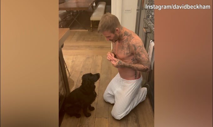 Beckham diventa istruttore: ecco le lezioni al cane