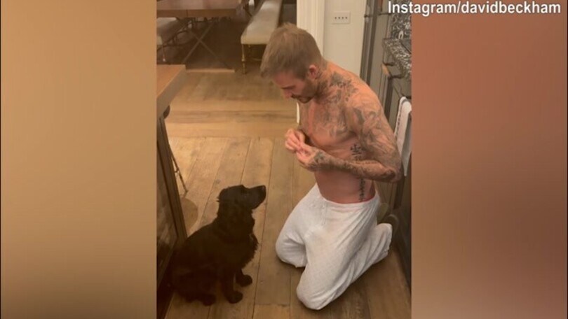 Beckham diventa istruttore: ecco le lezioni al cane