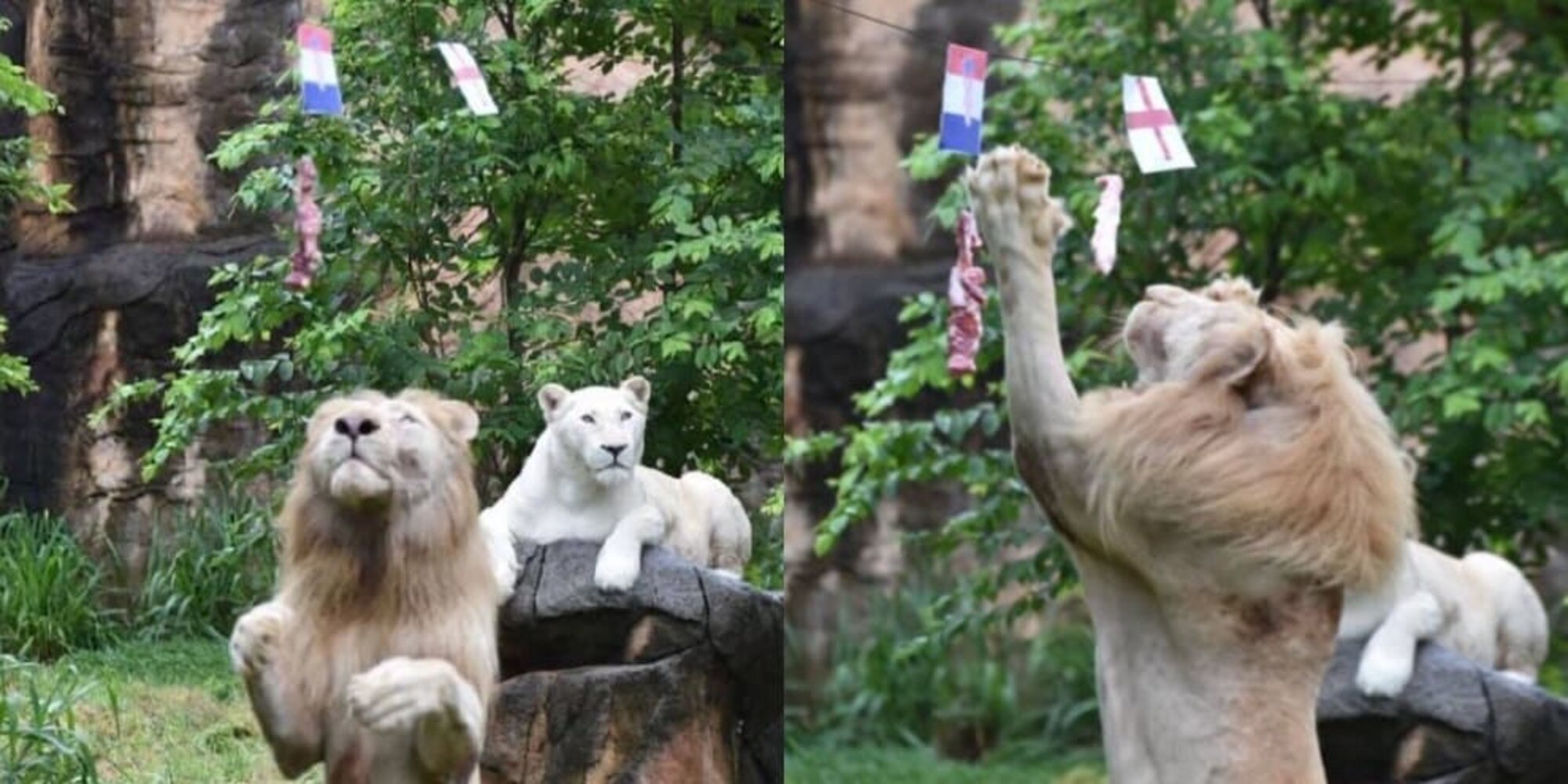 Euro 2020, nuovo indovino: c'è il leone Boy oltre al gatto Achille!