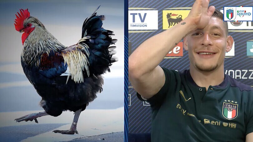Belotti e gli animali: il paragone con i compagni di squadra