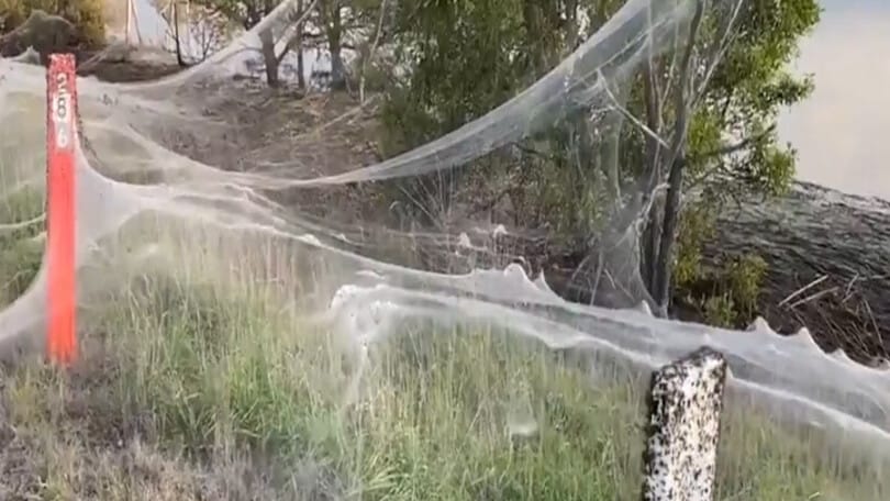 Australia, l’invasione di ragni è una meraviglia della natura
