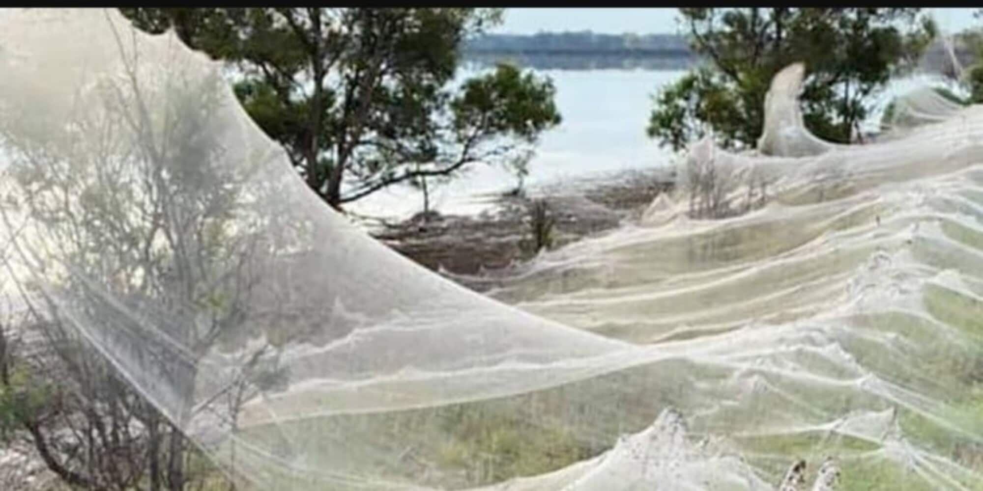 Australia, invasione di ragni: enormi ragnatele ovunque